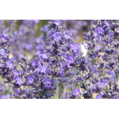 Lavendel Raumspray
