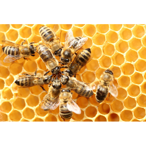 Bienenwaben hell BIO