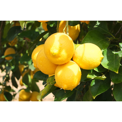 Zitronen Pflanze