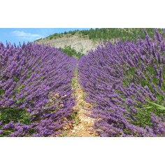 Lavendel fein bulgarisch BIO