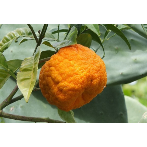 Neroli BIO