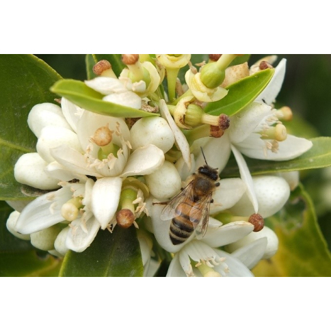 Neroli BIO