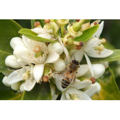 Neroli BIO