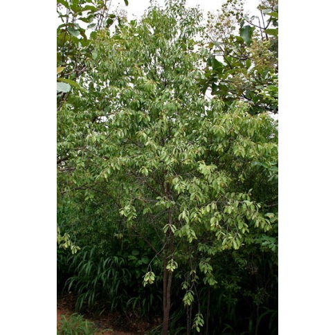Sandelholz indisch (Mysore) BIO