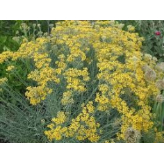 Immortelle 50% BIO