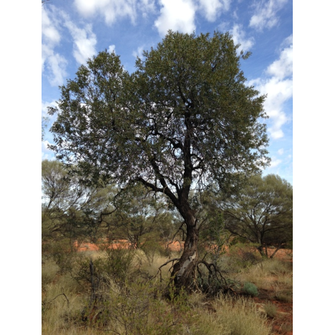 Sandelholz Australien premium