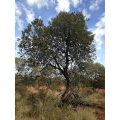 Sandelholz Australien premium
