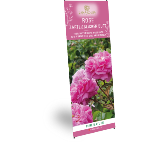 X-Banner Rose