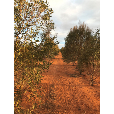 Eukalyptus Blue Mallee Bio