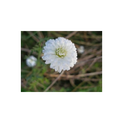 Kamillenblütenwasser BIO