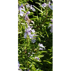 Rosmarinwasser BIO