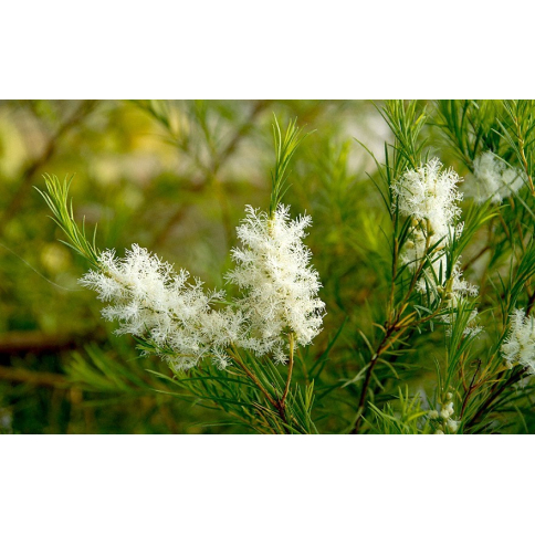 Teebaumwasser BIO