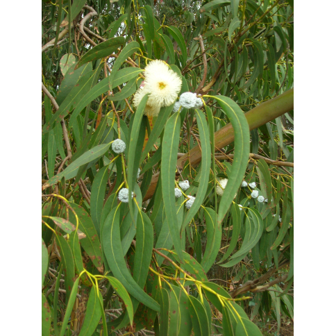Eukalyptus Globulus BIO