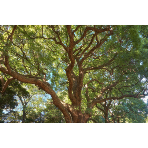 Ho-Holz ct. Linalool BIO
