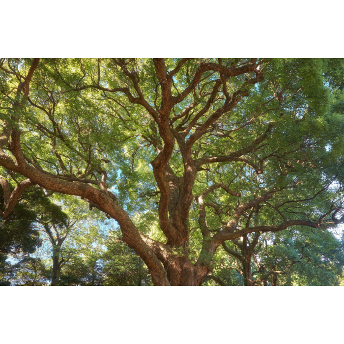 Ho-Holz ct. Linalool BIO