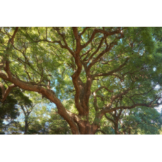 Ho-Holz ct. Linalool BIO
