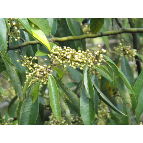 Litsea Cubeba BIO