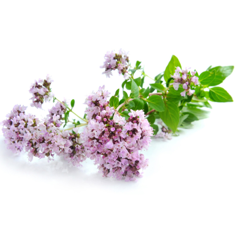 Oregano BIO