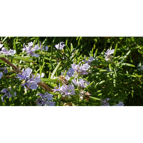 Rosmarin ct. Verbenon BIO