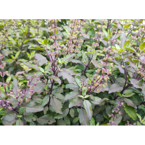 Tulsi Bio