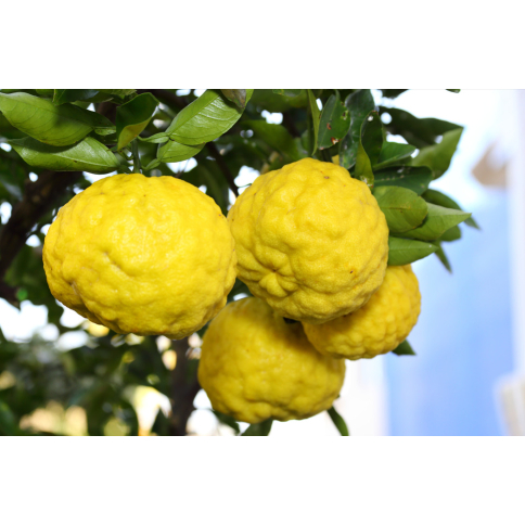 Yuzu