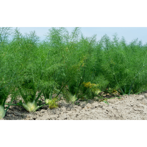 Fenchel süss BIO