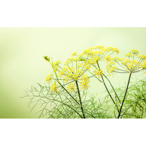 Fenchel süss BIO