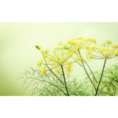 Fenchel süss BIO