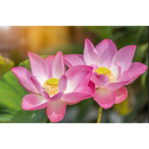 Lotusblüte