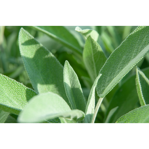 Salbei BIO