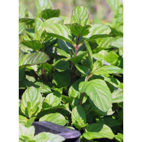 Bergamottminze BIO