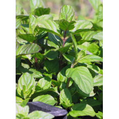 Bergamottminze BIO