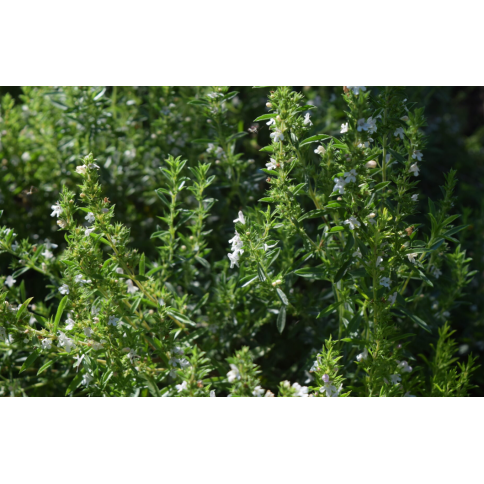 Bergbohnenkraut BIO