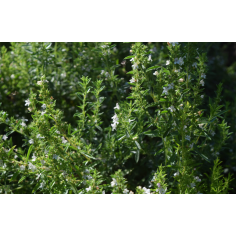 Bergbohnenkraut BIO