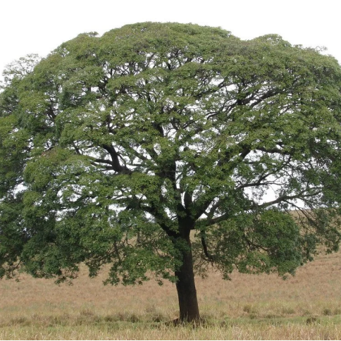 Copaivabalsam Bio