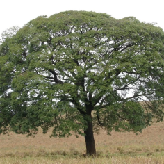 Copaivabalsam Bio