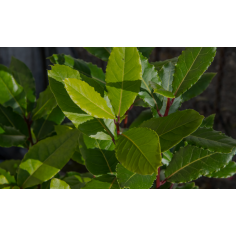 Lorbeer BIO