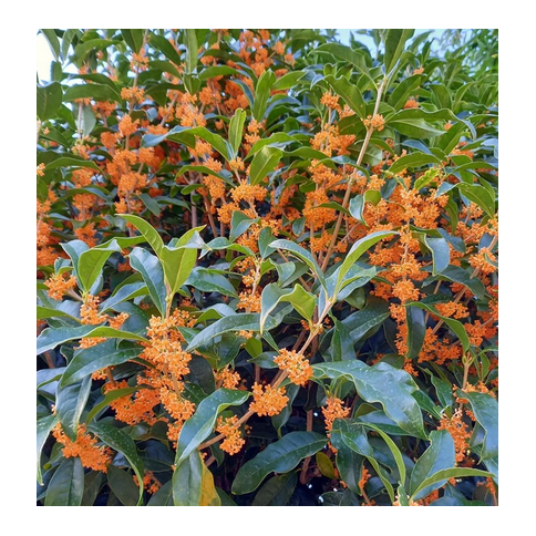 Osmanthus Absolue extra 5%