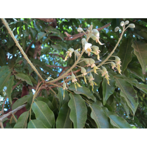Tolubalsam