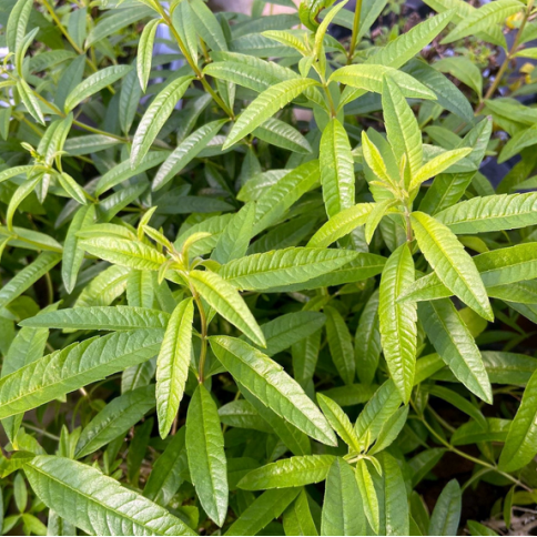 Verbena Grasse BIO