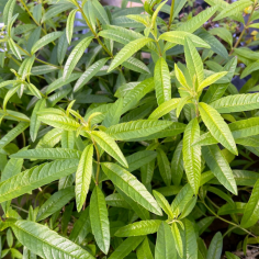 Verbena Grasse BIO