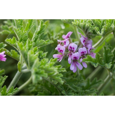 Rosengeranium BIO