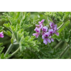Rosengeranium BIO