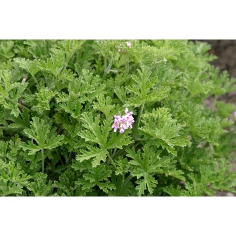 Rosengeranium BIO