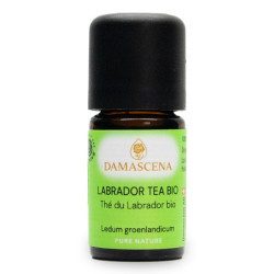 Labrador Tea (Ledum) BIO